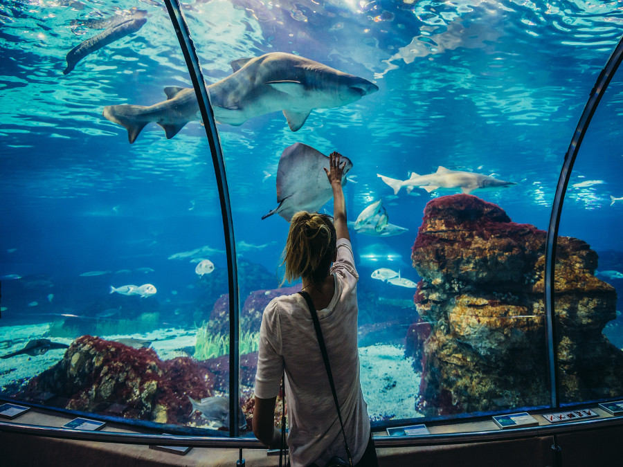 Aquarium, Barcelona (Barcelona)